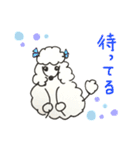 Toy poodle stamps (Rum)（個別スタンプ：17）