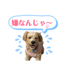 マルプーのメイプル①（個別スタンプ：3）