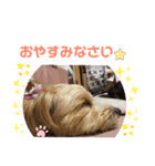 マルプーのメイプル①（個別スタンプ：8）