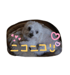 マロン3（個別スタンプ：3）