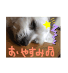 マロン3（個別スタンプ：7）