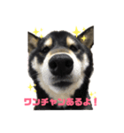 黒柴コクトーです（個別スタンプ：1）