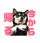 黒柴コクトーです（個別スタンプ：3）