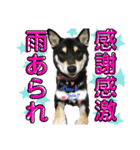 黒柴コクトーです（個別スタンプ：8）