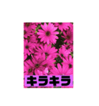フラワーシャワー ③（個別スタンプ：6）