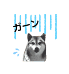 柴犬のシンプルスタンプ（個別スタンプ：1）