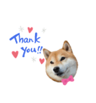 柴犬のシンプルスタンプ（個別スタンプ：2）