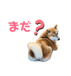 柴犬のシンプルスタンプ（個別スタンプ：3）