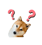 柴犬のシンプルスタンプ（個別スタンプ：4）
