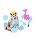 柴犬のシンプルスタンプ（個別スタンプ：5）
