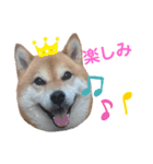 柴犬のシンプルスタンプ（個別スタンプ：7）