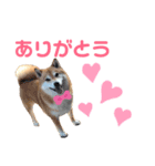 柴犬のシンプルスタンプ（個別スタンプ：8）