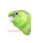jury of サザナミインコ。（個別スタンプ：1）