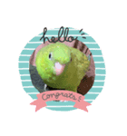 jury of サザナミインコ。（個別スタンプ：2）