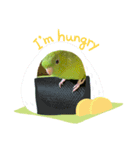 jury of サザナミインコ。（個別スタンプ：3）