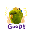 jury of サザナミインコ。（個別スタンプ：6）