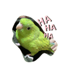 jury of サザナミインコ。（個別スタンプ：7）