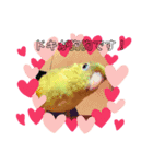 jury of サザナミインコ。（個別スタンプ：8）