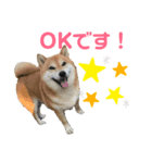 柴犬のココのシンプルなスタンプ（個別スタンプ：1）
