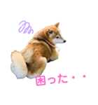 柴犬のココのシンプルなスタンプ（個別スタンプ：2）