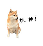 柴犬のココのシンプルなスタンプ（個別スタンプ：4）