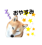 柴犬のココのシンプルなスタンプ（個別スタンプ：5）