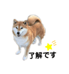 柴犬のココのシンプルなスタンプ（個別スタンプ：6）