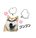 柴犬のココのシンプルなスタンプ（個別スタンプ：7）