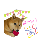 柴犬のココのシンプルなスタンプ（個別スタンプ：8）