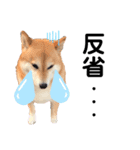 柴犬ココの日常会話スタンプ（個別スタンプ：2）