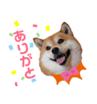 柴犬ココの日常会話スタンプ（個別スタンプ：3）