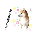 柴犬ココの日常会話スタンプ（個別スタンプ：5）