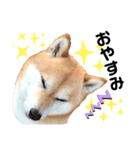 柴犬ココの日常会話スタンプ（個別スタンプ：6）