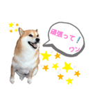 柴犬ココの日常会話スタンプ（個別スタンプ：7）