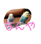 インコインコインコー！（個別スタンプ：3）