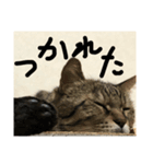 うちのトラキチ（個別スタンプ：5）