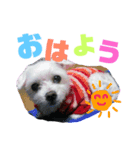可愛い可愛い菜々スタンプ（個別スタンプ：1）