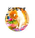 猫と花の日々（個別スタンプ：1）