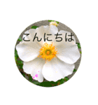 猫と花の日々（個別スタンプ：2）