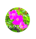 猫と花の日々（個別スタンプ：3）