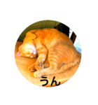 猫と花の日々（個別スタンプ：4）