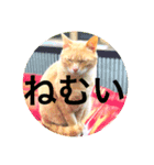 猫と花の日々（個別スタンプ：5）