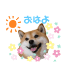 柴犬ココの可愛いスタンプ（個別スタンプ：1）