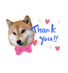 柴犬ココの可愛いスタンプ（個別スタンプ：3）