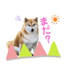 柴犬ココの可愛いスタンプ（個別スタンプ：4）