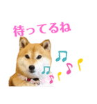 柴犬ココの可愛いスタンプ（個別スタンプ：5）