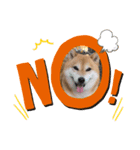 柴犬ココの可愛いスタンプ（個別スタンプ：6）