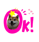 柴犬ココの可愛いスタンプ（個別スタンプ：7）