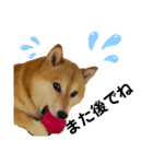 柴犬ココの可愛いスタンプ（個別スタンプ：8）