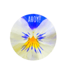 violas saying AHOY！（個別スタンプ：1）
